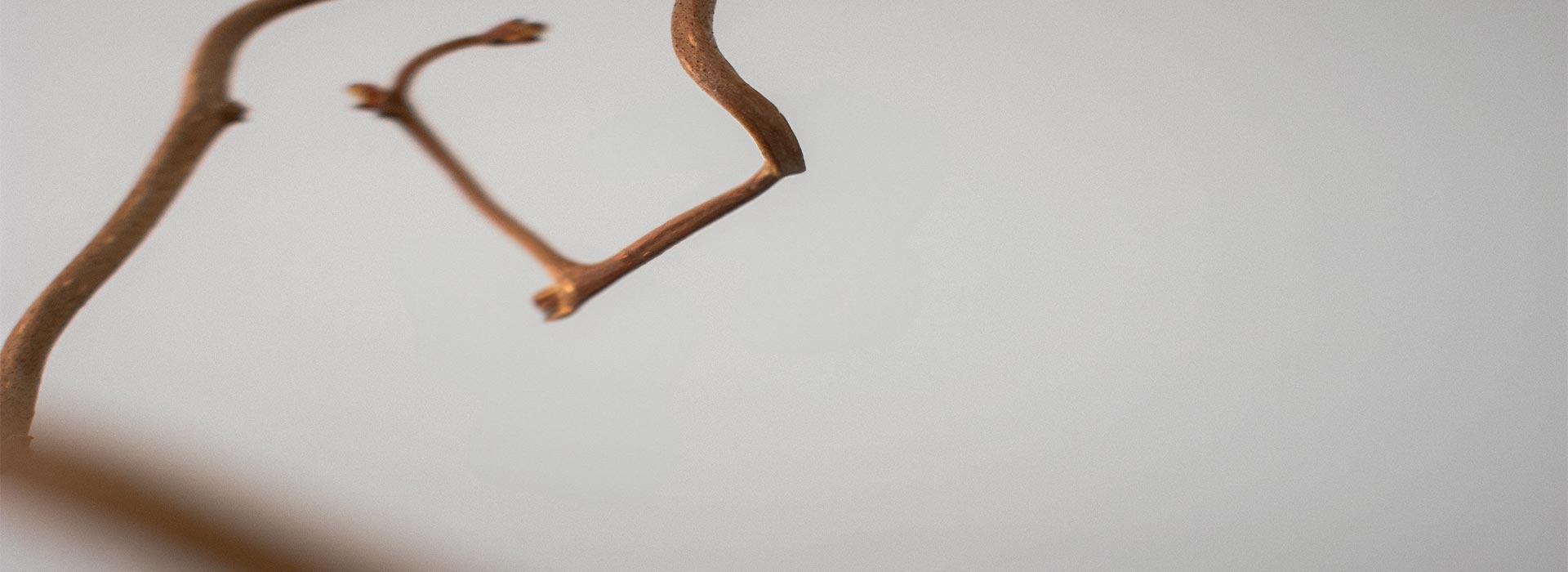 Branch