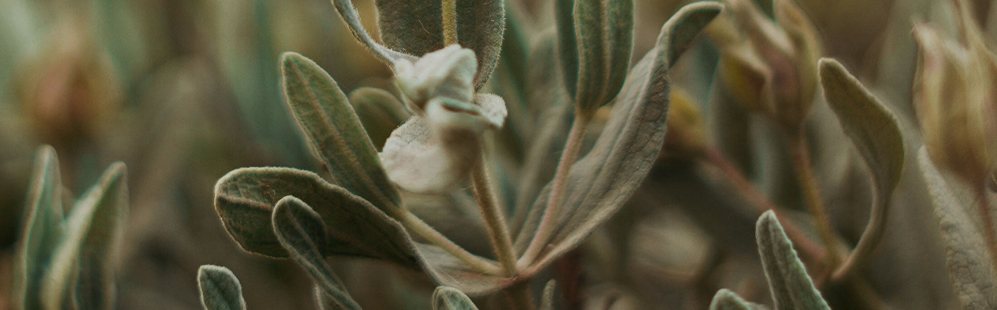 Botanica
