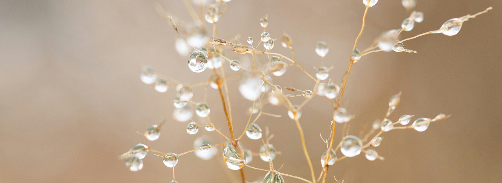 Drops