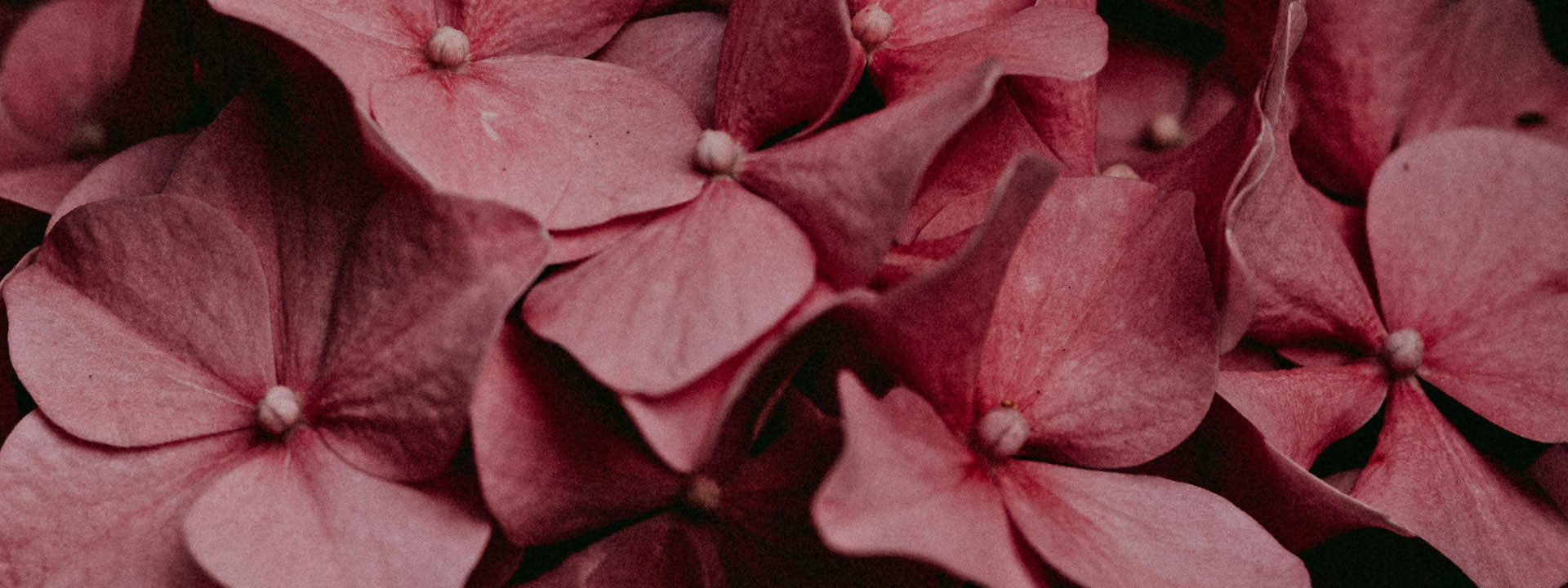 Hortensia